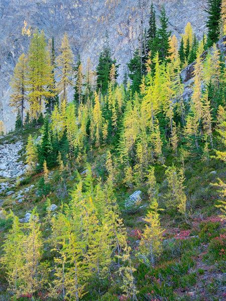 Wild, Jamie and Judy 아티스트의 Washington State-North Cascades-Larch and Fir Trees작품입니다.